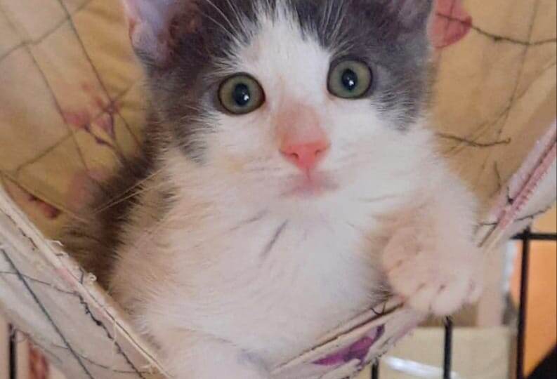 ❗ДОМА❗На обочине Ярославского шоссе рожала кошка