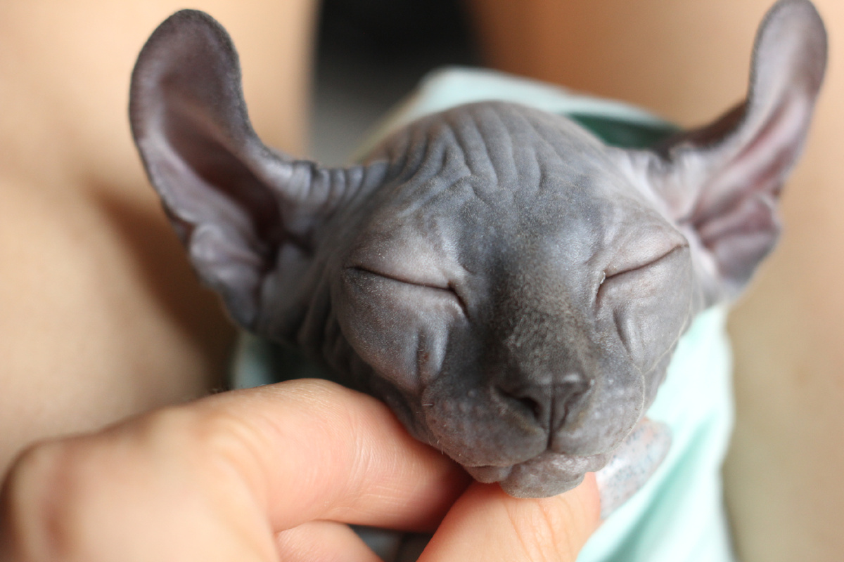 Элизабет: Идеальный «флок» с элементами «голорожденности». Её тип кожи — менее проблемный в уходе именно из-за равномерного распределения и свойств микроскопического ворса. Эль — сфинкс, который не пахнет и не оставляет рыжих следов.