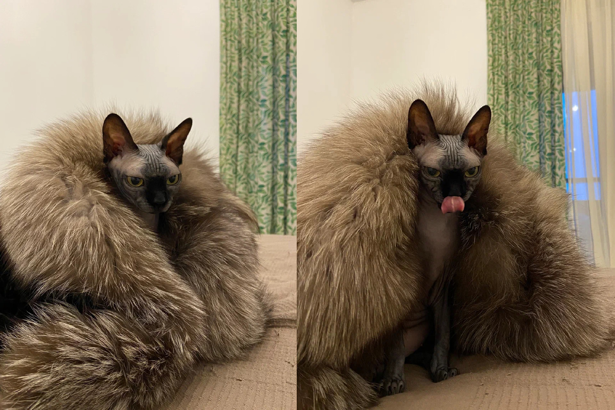 Сфинкс Котя и ее роскошная шуба :) Котя превратила жизнь в белой квартире в борьбу с рыжими пятнами. Мы протирали стены и мебель буквально каждый день. В отчаянии мы заменили весь интерьер :)