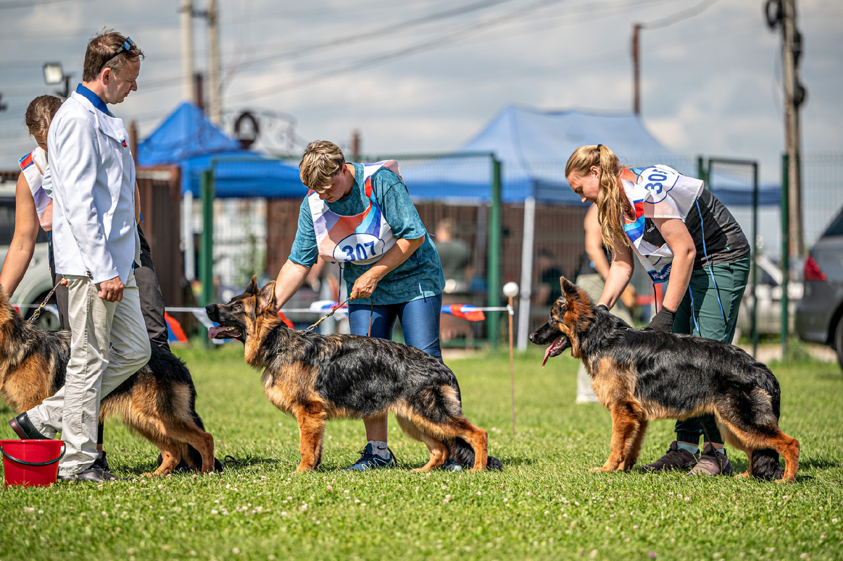 Главная выставка немецких овчарок-2025. Фото: Милана Бабченко/фотограф анималист