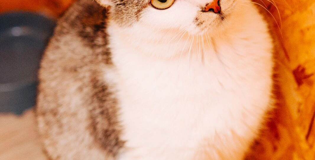 ❗ДОМА❗Марусю бросили накануне Нового года. Ищем ей самую любящую семью.