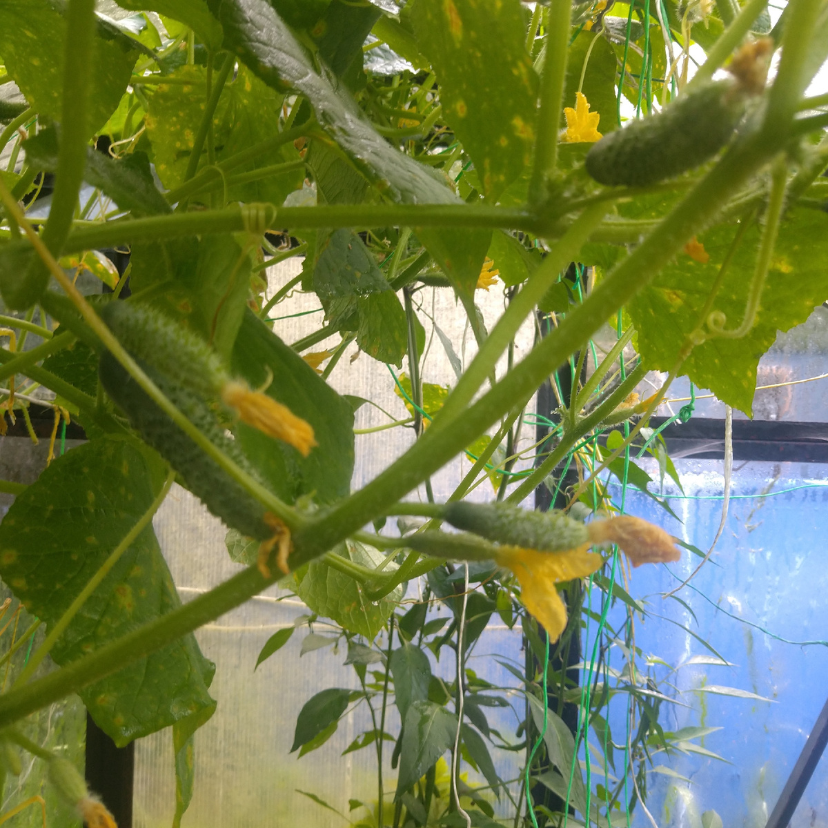 Огурцы под крышей теплицы