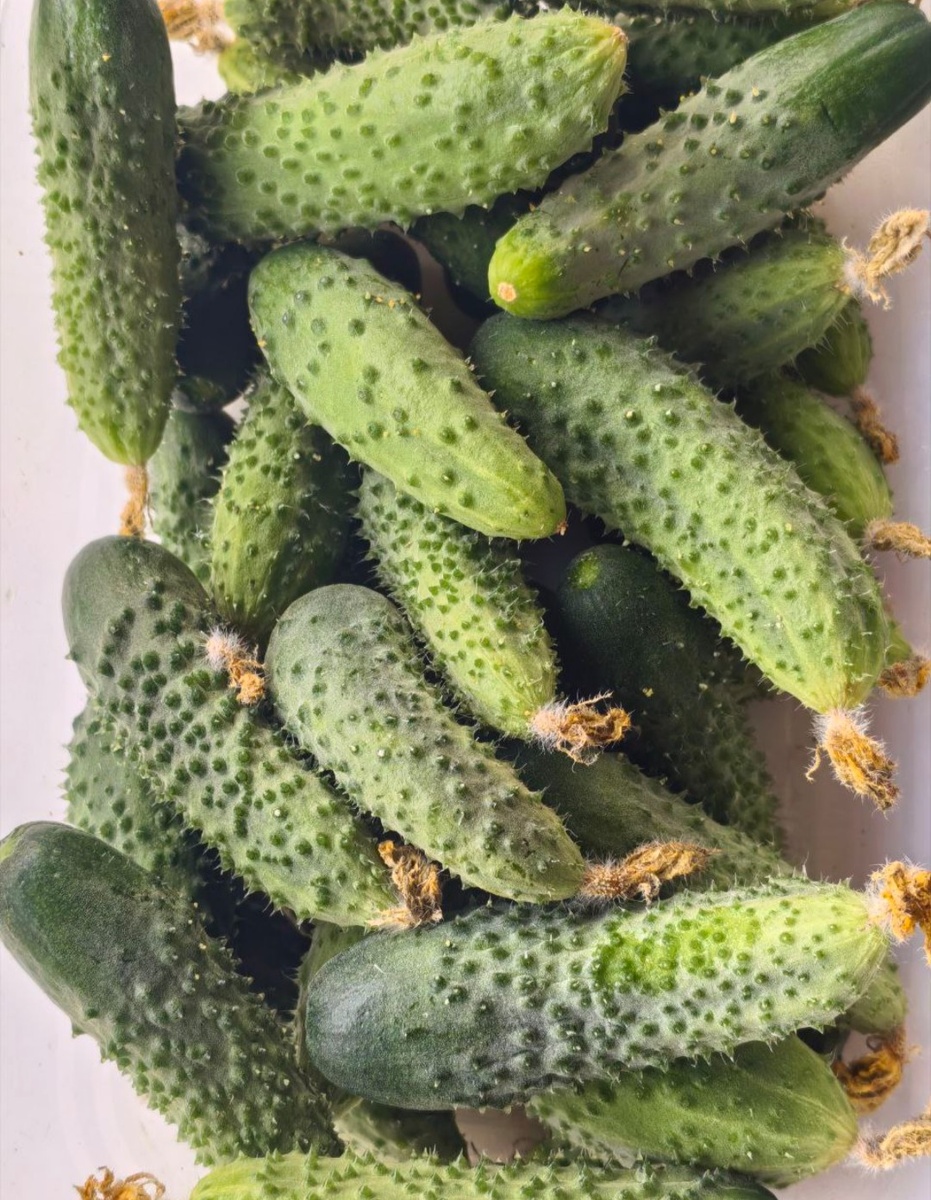 Корнишончики