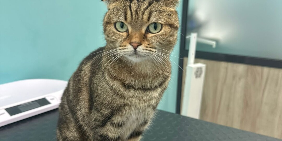 История спасения кошки Симоны