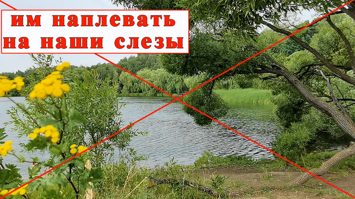 Москва. Парк Покровское-Стрешнево.  Мы так боролись, что бы во время реновации парка берега прудов не закатали в бетон. Мы так старались, что бы пруды остались живыми. Но теперь некоторые из этих прудов будут уничтожены вовсе.