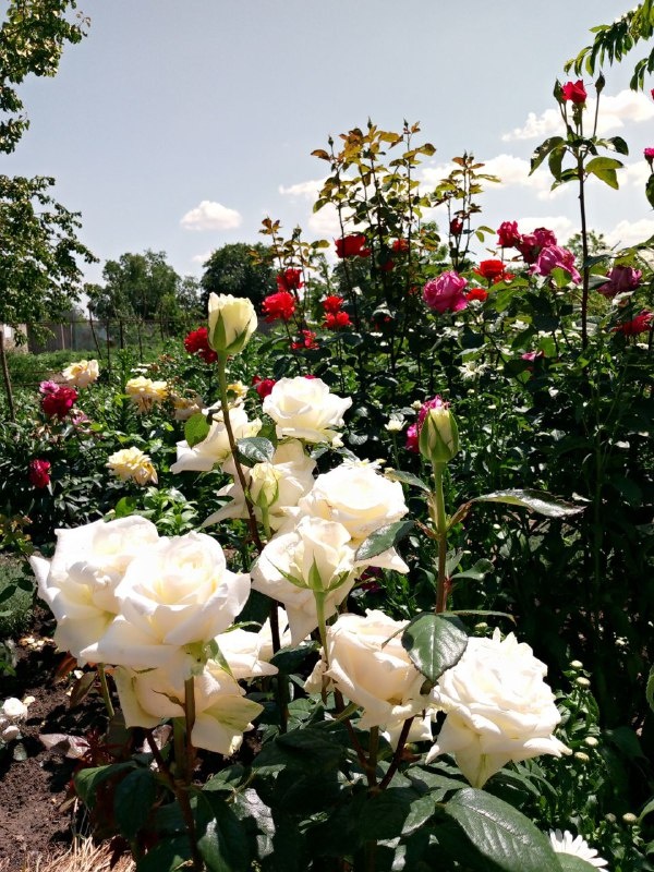 Разные уголки моего сада.