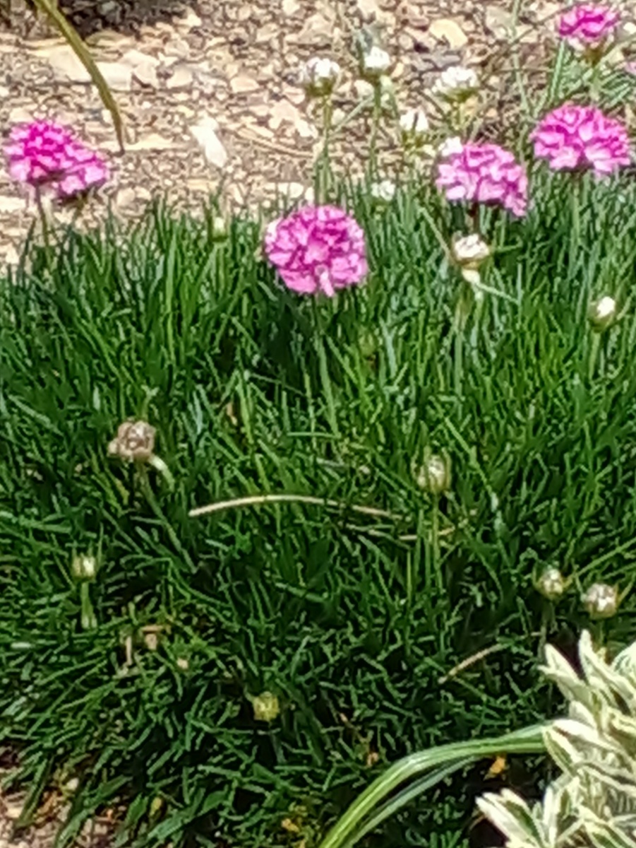 Цветы... © Copyright: Ориби Камм Пирр