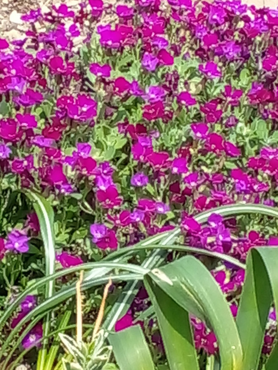 Цветы... © Copyright: Ориби Камм Пирр