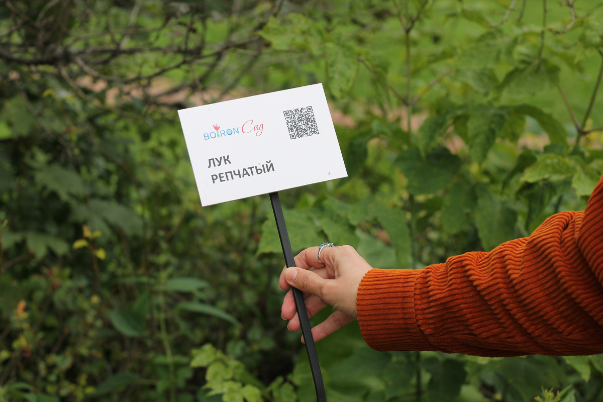 Рука дорогого мне человека держит табличку, чтобы не приходилось нагибаться, дабы узнать, кто ж сидит в вазоне. Сам вазон на следующем фото.