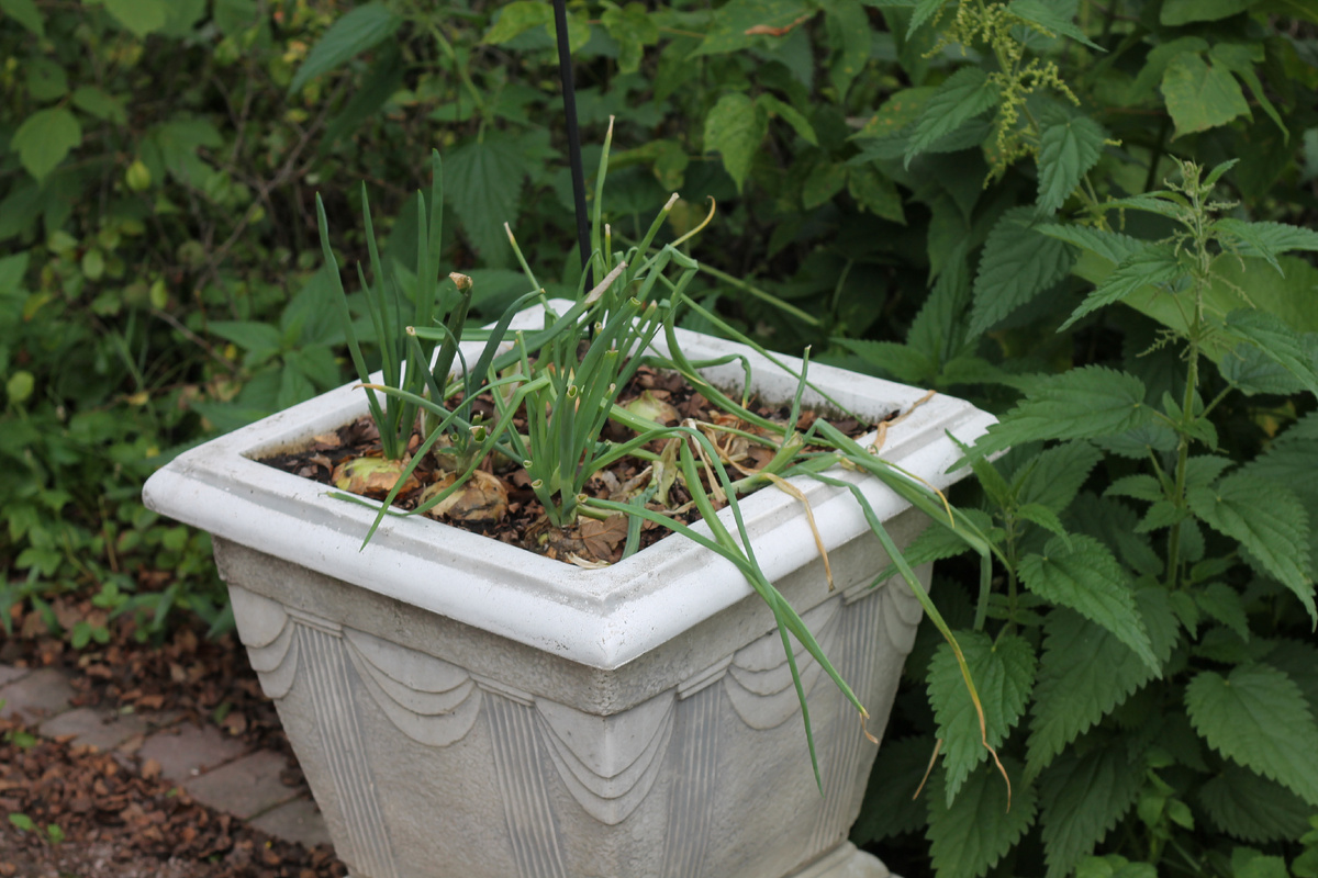 А там, и правда, репчатый лук! Чиполлино! В вазоне, по-царски, видимо, уже после революции. Крапива тоже хочет в вазон, но ее не пускают :(
