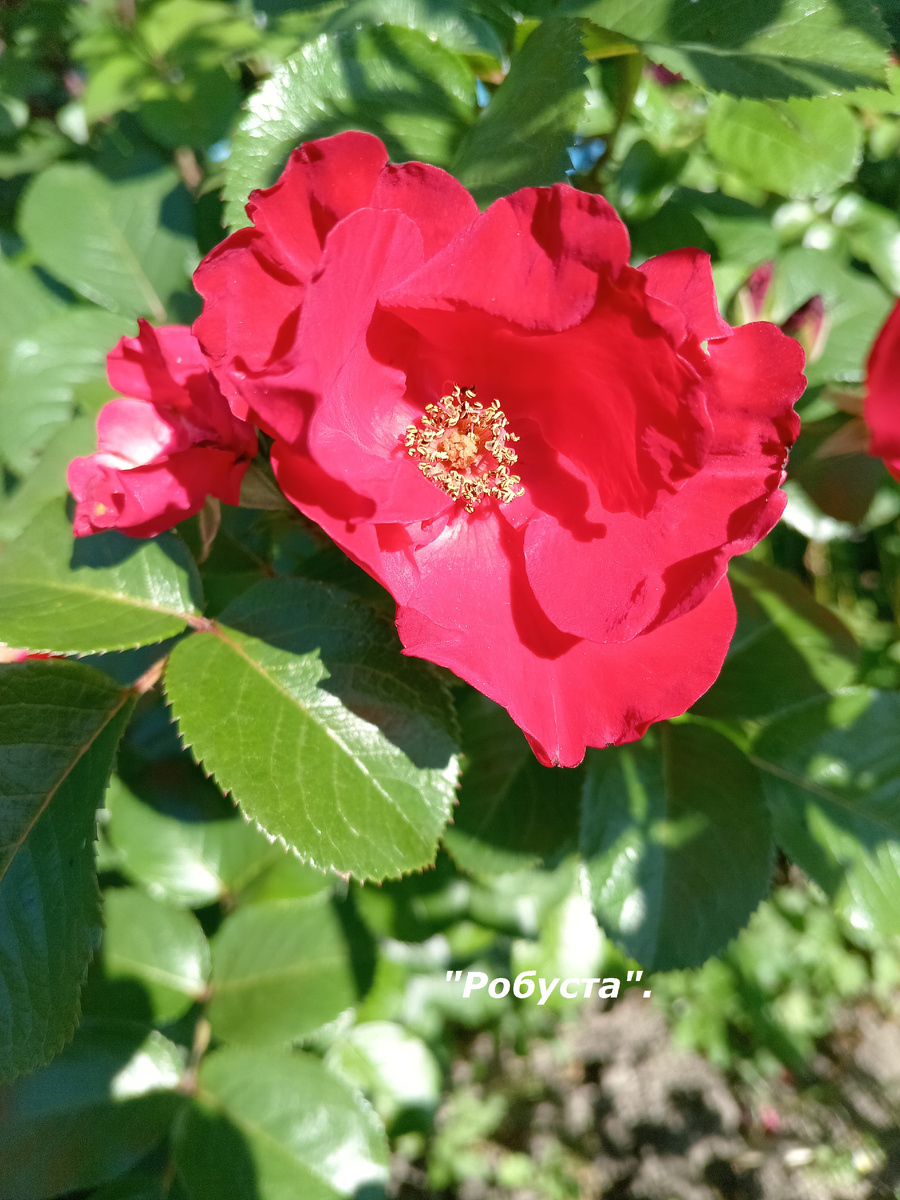 "РОБУСТА". АВГУСТ.