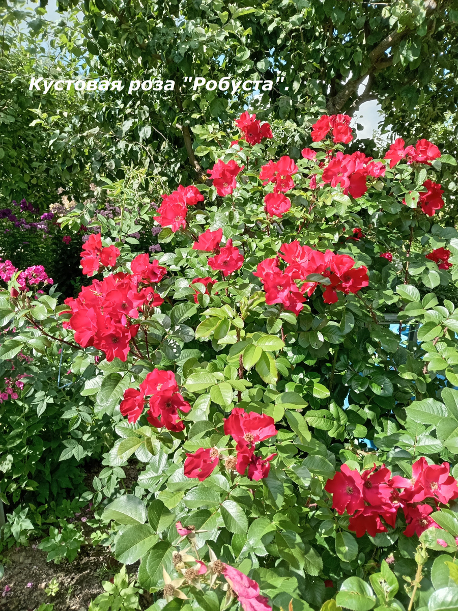 2Х ЛЕТНИЙ ЧЕРЕНОК.