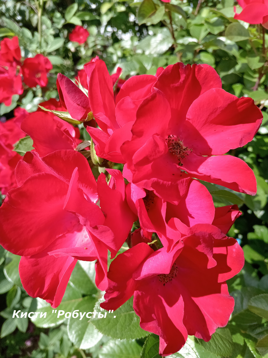 РОЗА - ШИПОВНИК "РОБУСТА".