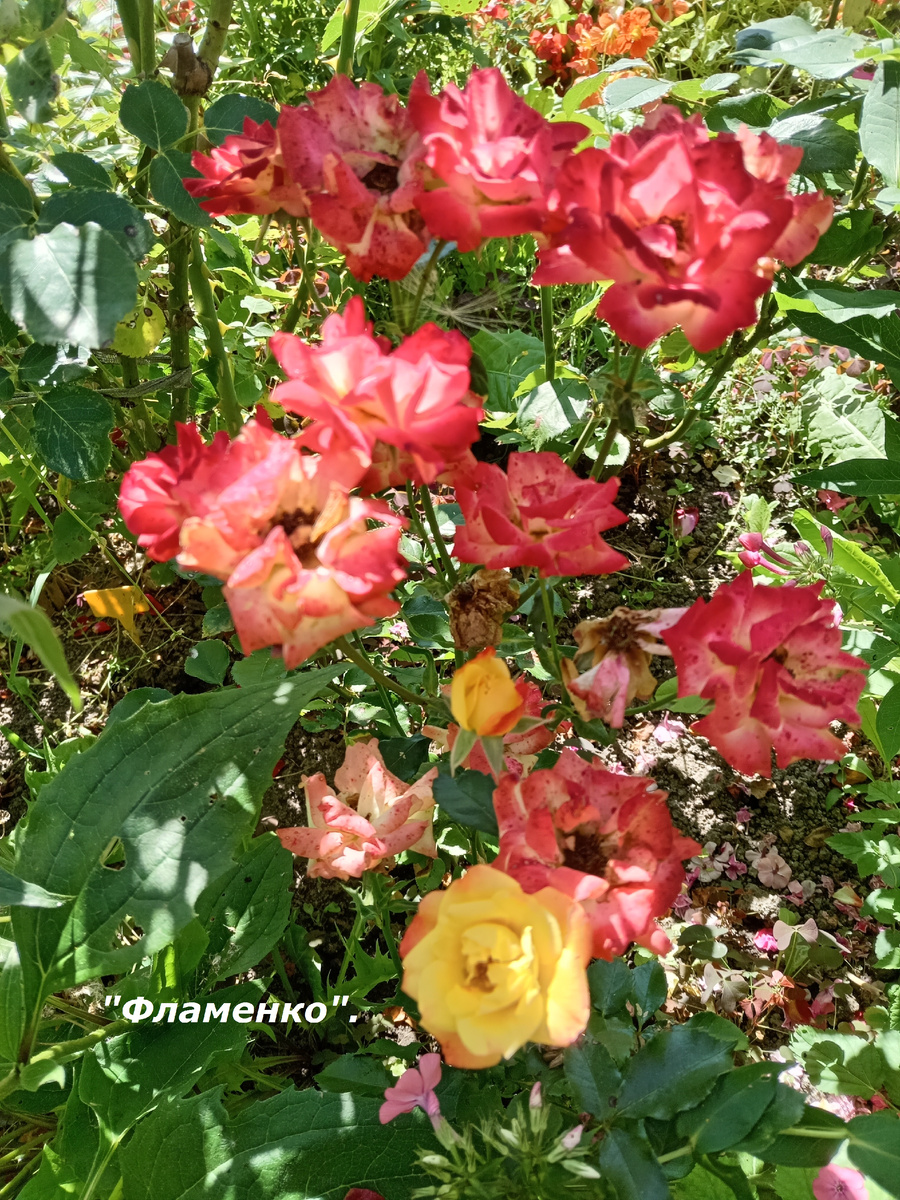 "ФЛАМЕНКО". ШРАБЫ В МОЁМ САДУ.