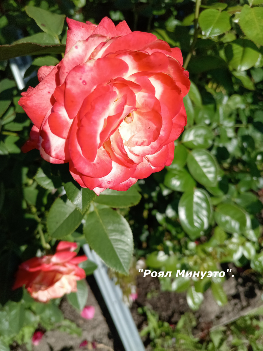 ПОЛИАНТОВЫЕ РОЗЫ В МОЁМ САДУ.