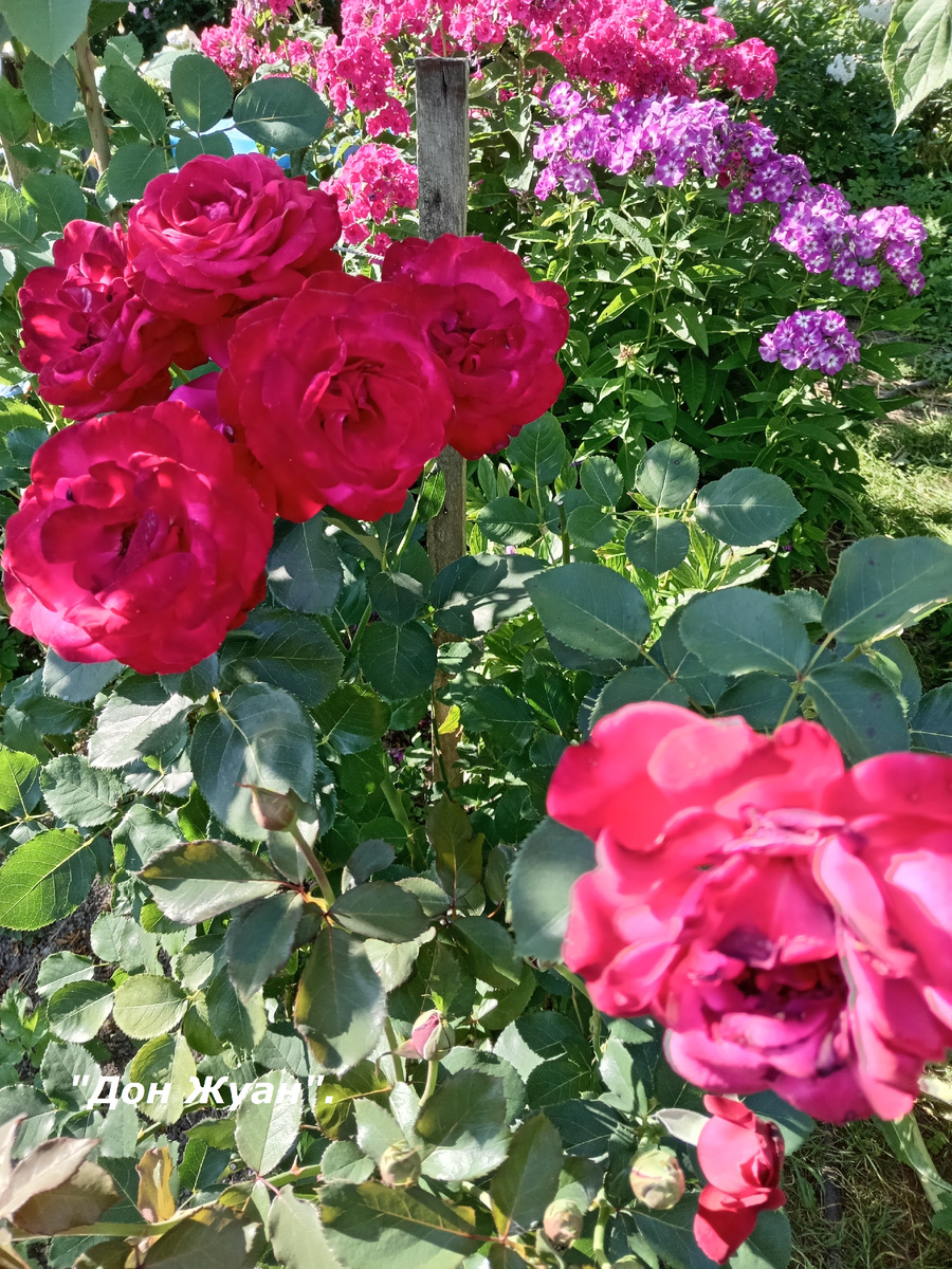 "ДОН ЖУАН". ЦВЕТЁТ НЕПРЕРЫВНО.