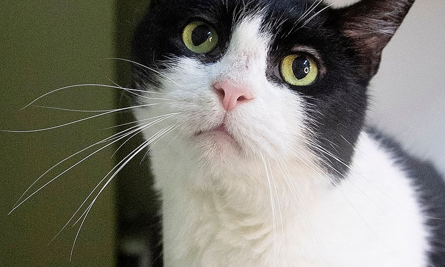 Марусе очень-очень нужен человек! 🙏😿