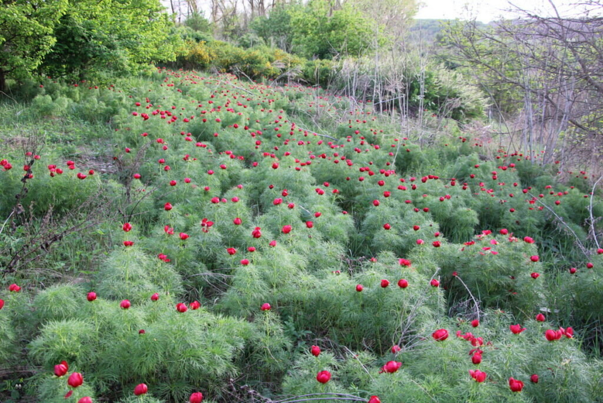 Фото из открытого источника Яндекс 