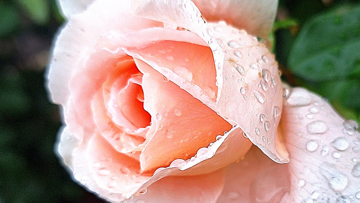 Фото автора. Чайно-гибридная роза «Мерлин Монро»