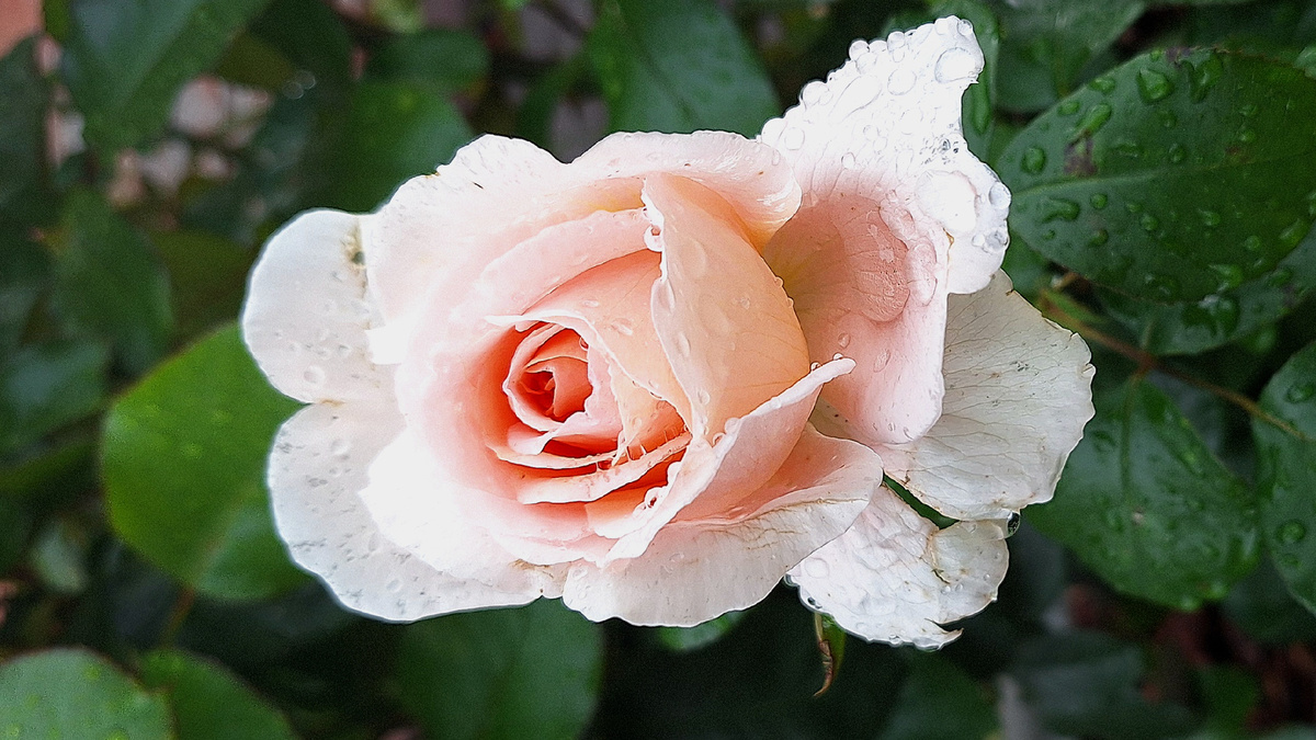 Фото автора. Голливудская элегантность