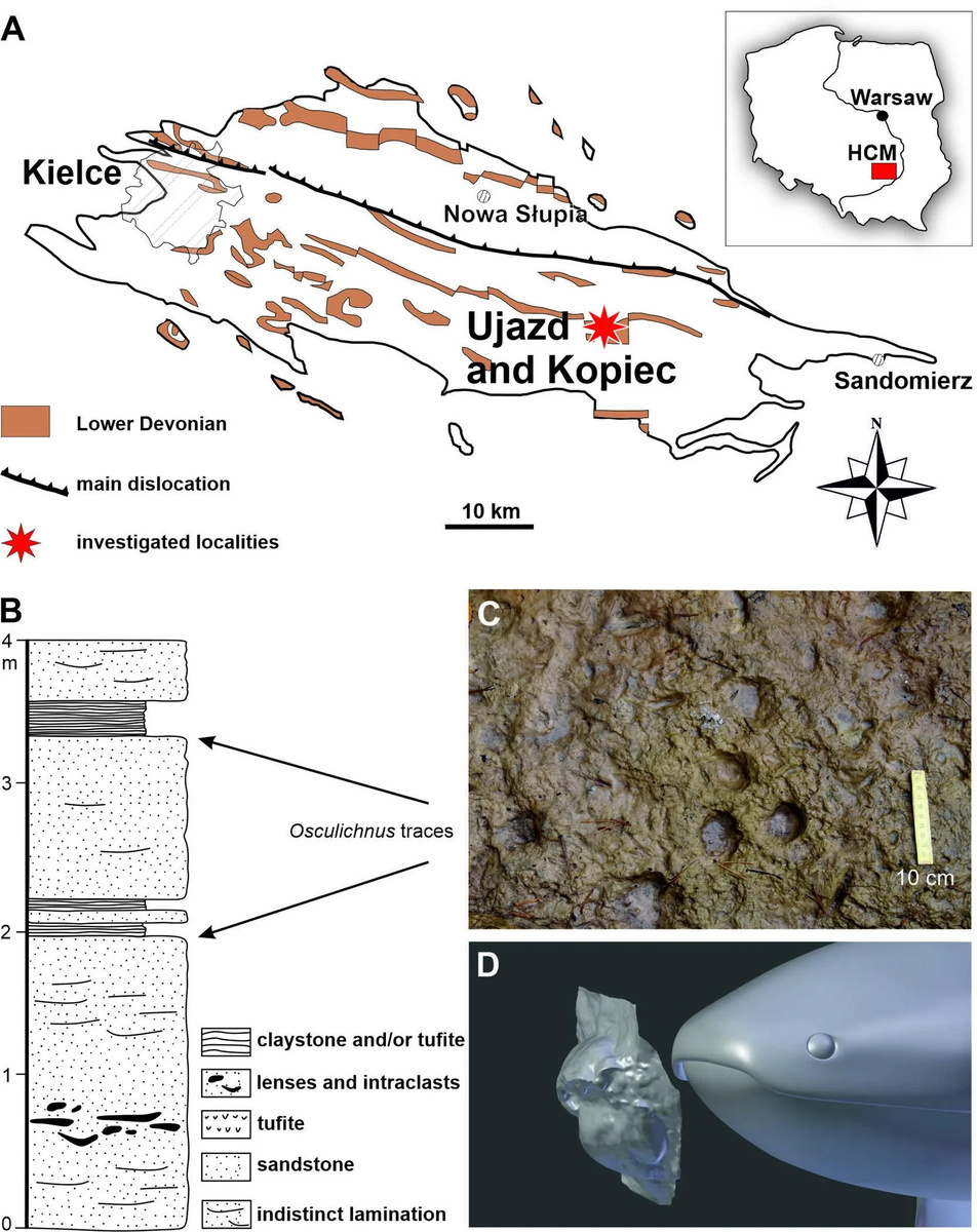 Расположение исследованных обнажений в Уязде: А) Карта местности в геологическом очерке гор Святого Креста (HCM), Центральная Польша. Б) Изученный разрез в Уязде с отмеченными следами ископаемых горизонтов. В) Фотография части трассонесущего горизонта. Г) Сравнение 3D-реконструкции со следовыми окаменелостями при виде сбоку. Источник: Scientific Reports (2025).