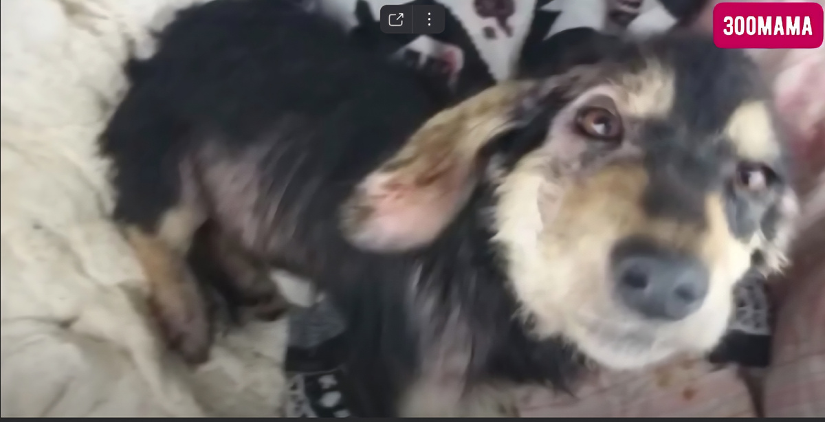 Гаврюша, первые кадры 