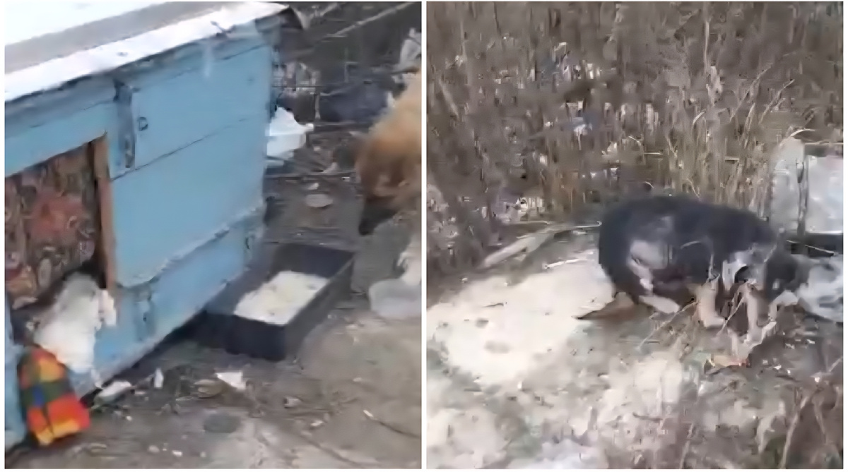 День спасения 