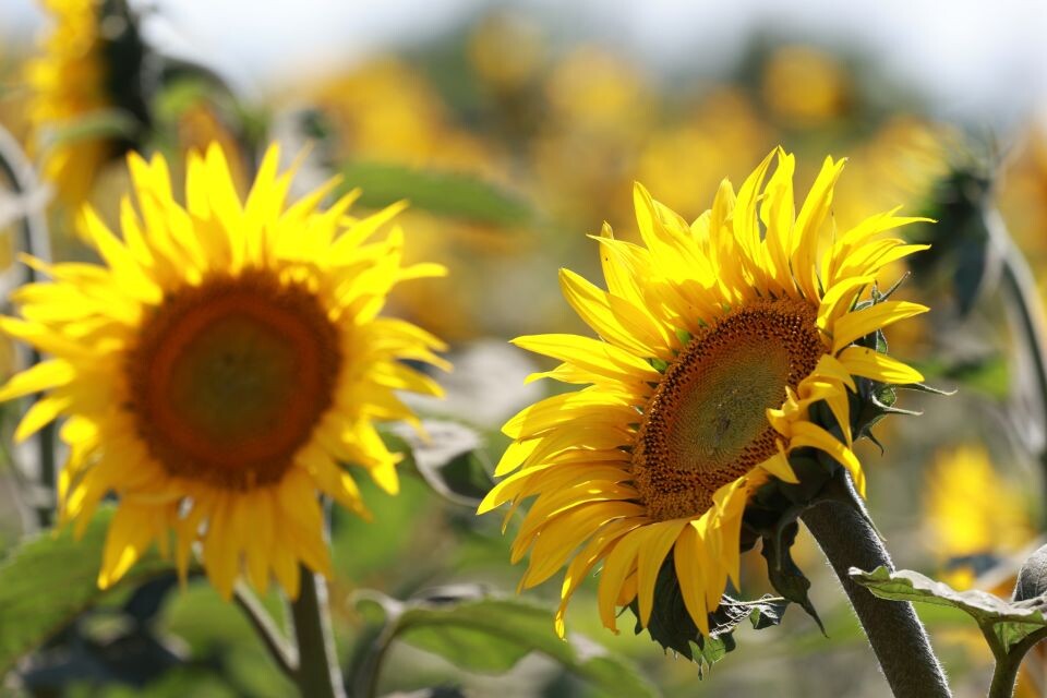    Подсолнухи, тепло. Погода. Источник: Олег Укладов