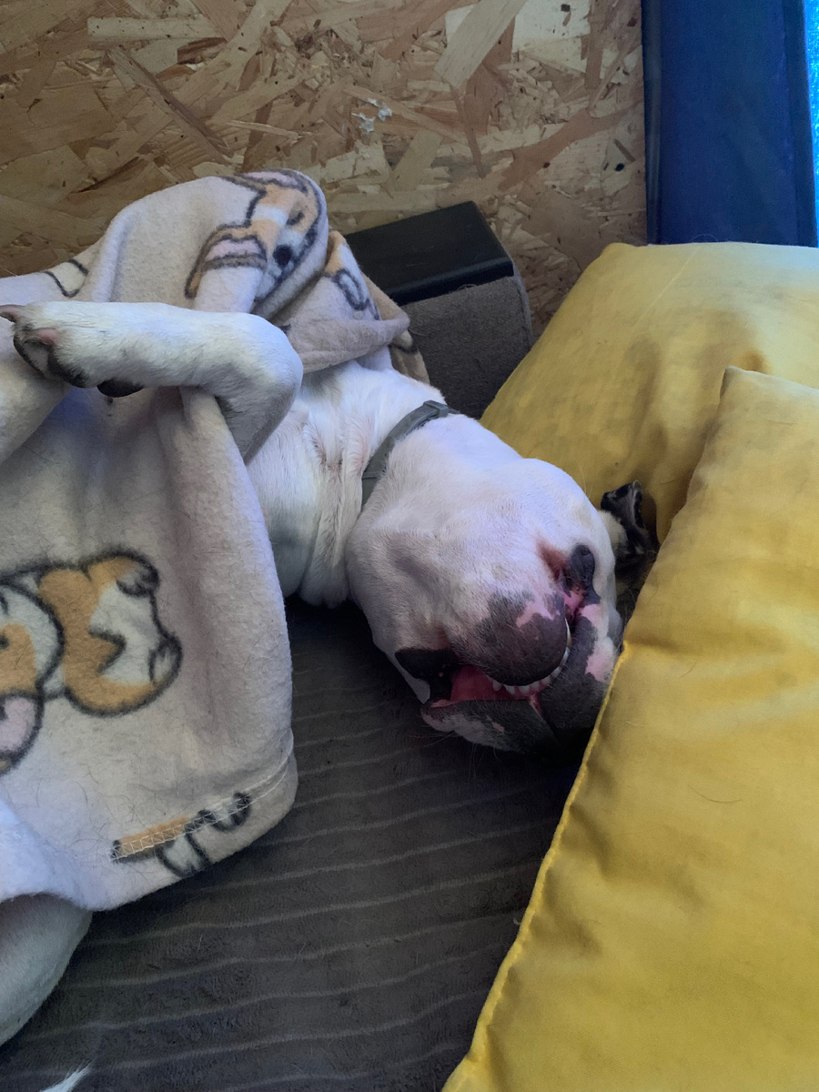 Булка на расслабоне после прогулок🤪 