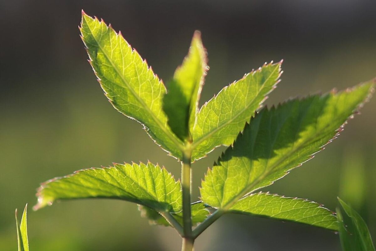    Сныть 123RF/legion-media.ru