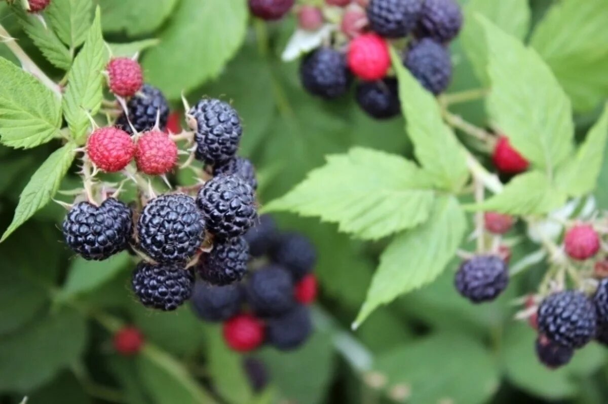    Чёрная малина (Rubus occidentalis) — отдельный вид рода Рубус (Rubus), а не сорт и не гибрид обычной красной малины (Rubus idaeus).
