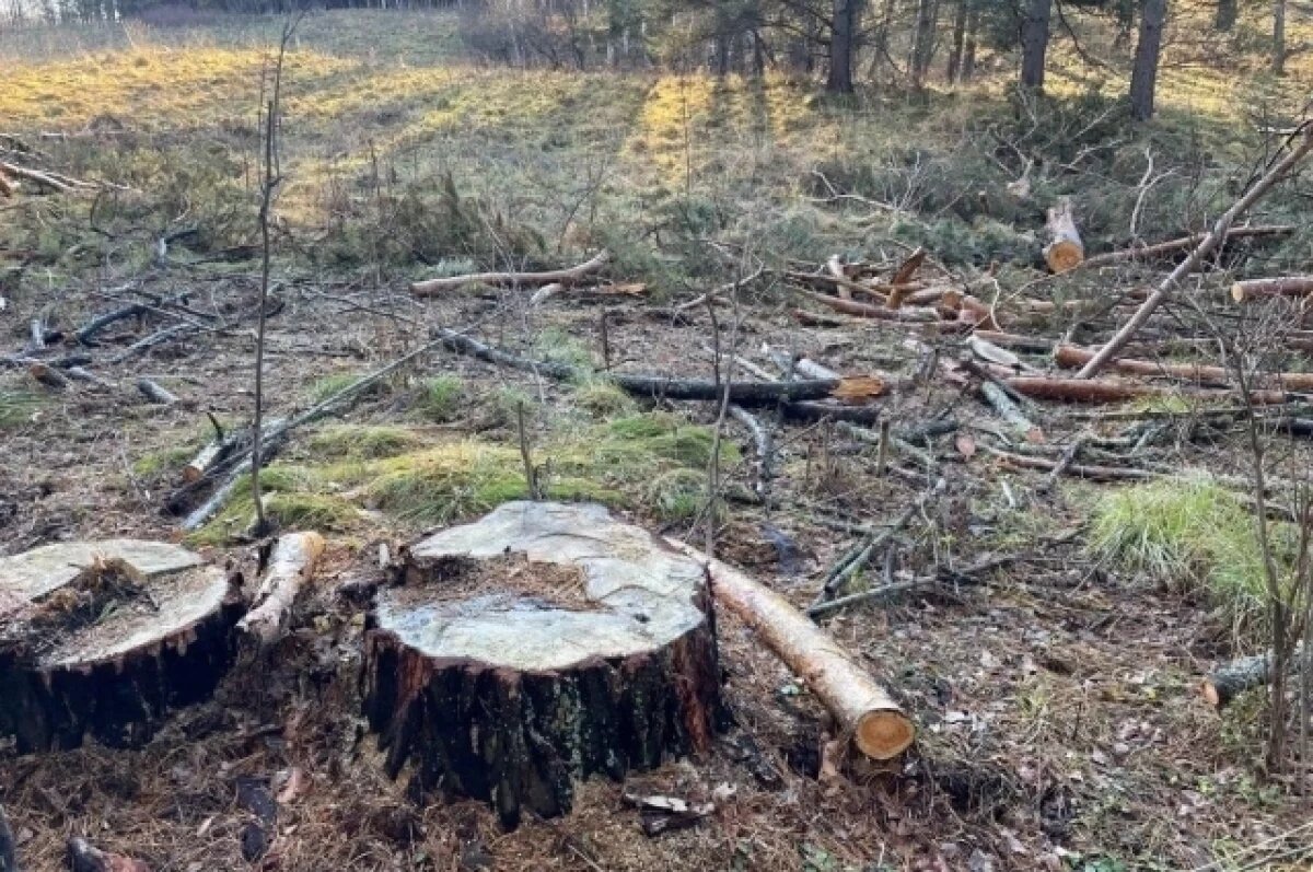    Кузбассовец ответит за незаконную рубку деревьев на сумму почти 2 млн руб.