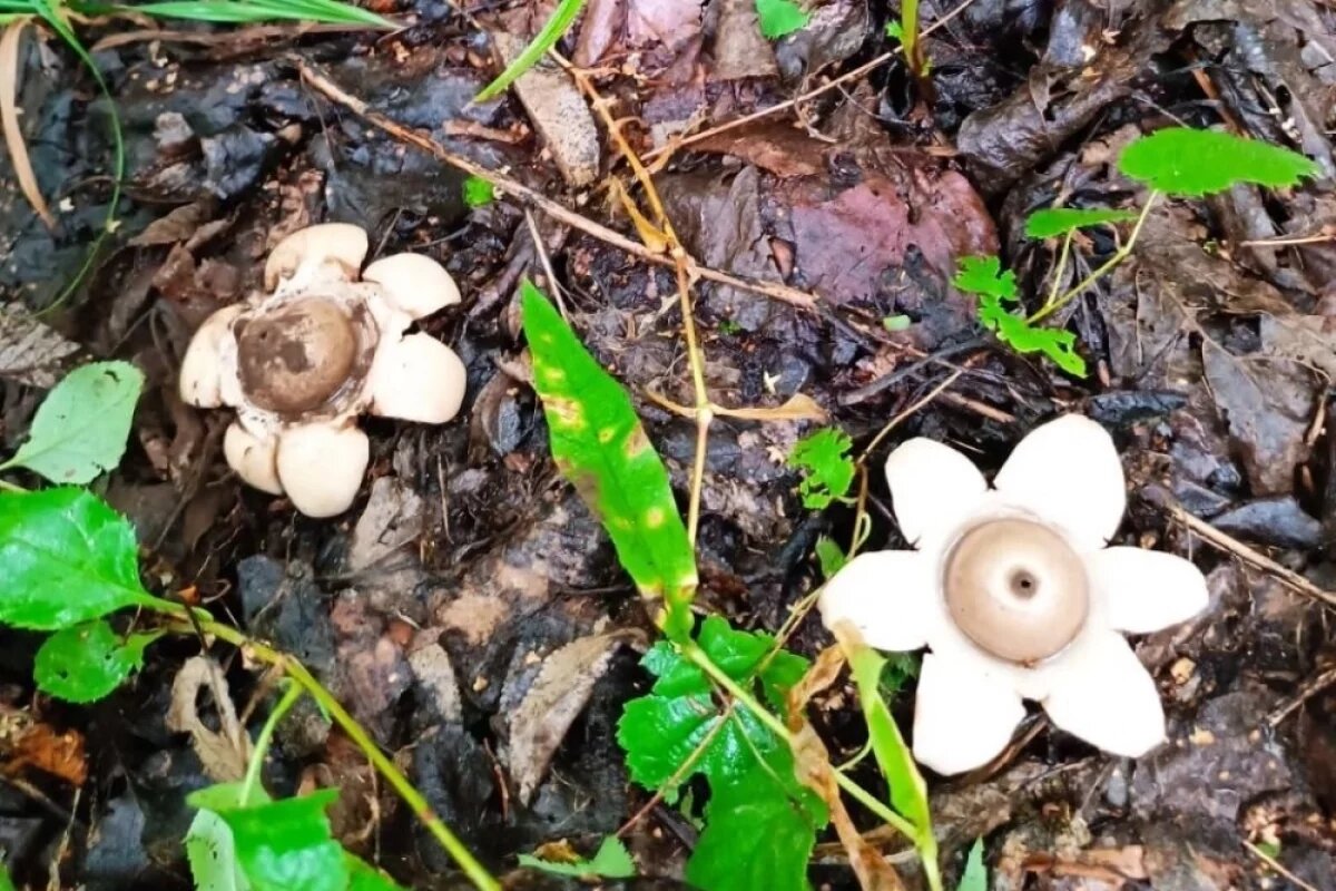    Необычные «звёздные грибы» появились в Хабаровском крае