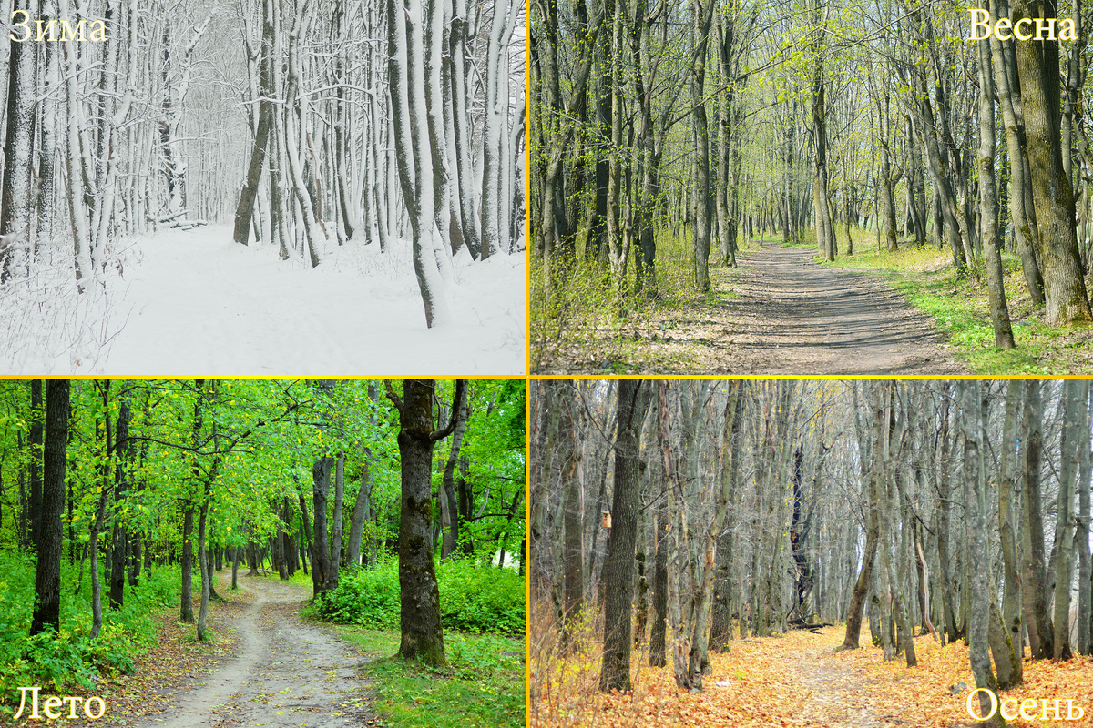 фото рощи сделано мной примерно с одного и того же места в разные времена года