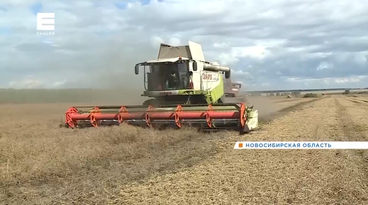     В Сибири продолжается уборочная кампания