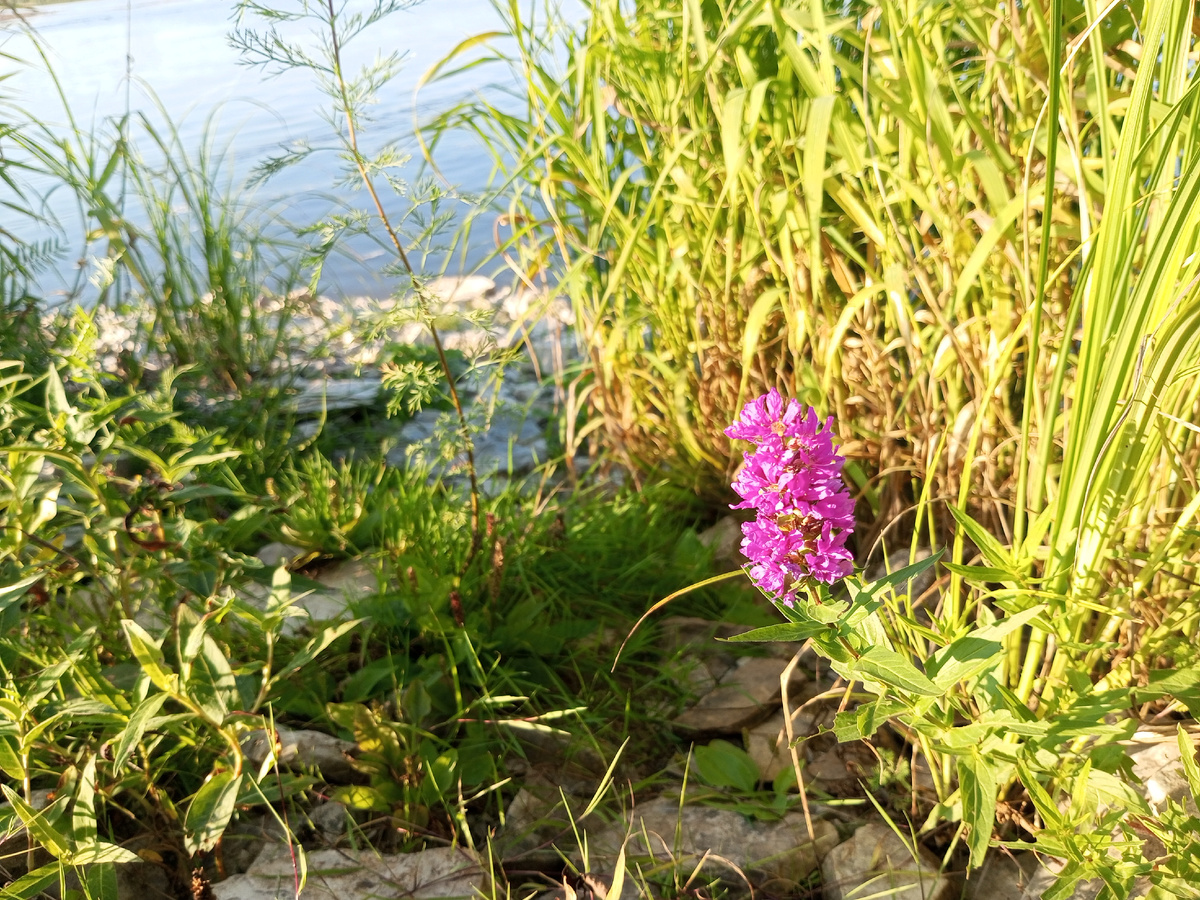 Плакун-трава. В народе ходят поверья, что её слёзы (выступающая на листьях влага) способны остановить плачь и служат оберегом от дурного глаза.