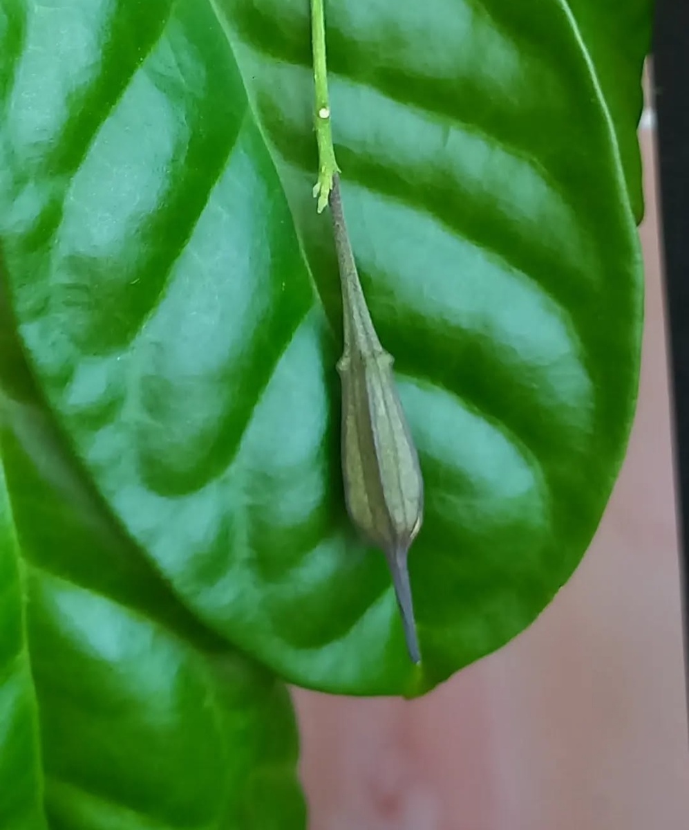 Бутон с носиком