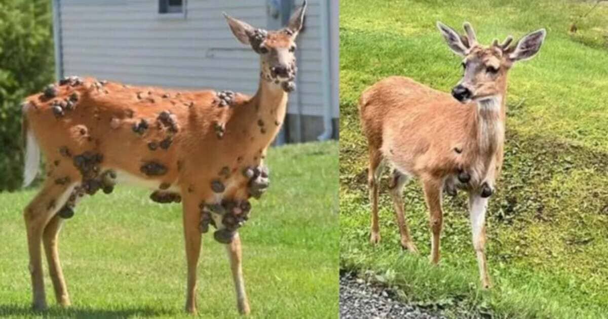    Зараженный олень / © povertybayhunt / Х