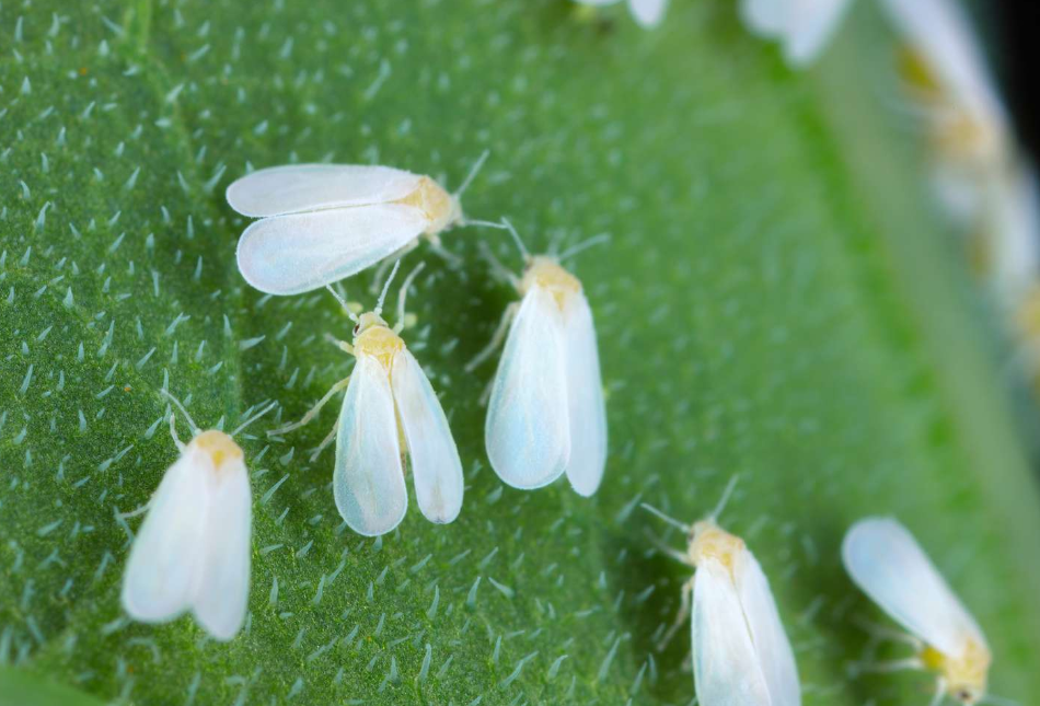 Взрослые особи белокрылки, питающиеся соками растения