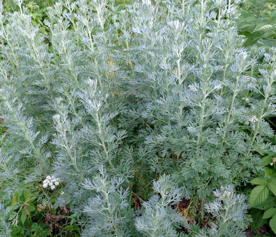 Если полынь начала цвести, лучше не брать ее для приготовления настоя.