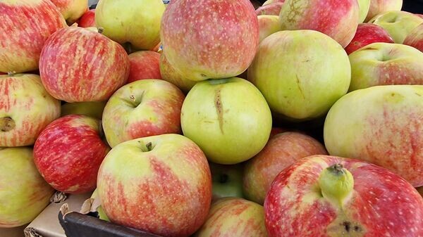    © Sputnik / Александр Жибуль