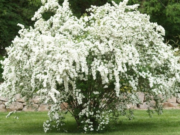 Спирея Вангутта