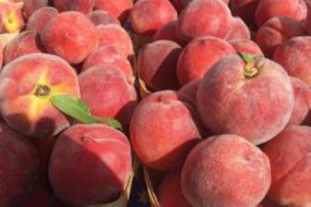    пресс-служба Управления Россельхознадзора по Челябинской и Курганской областям