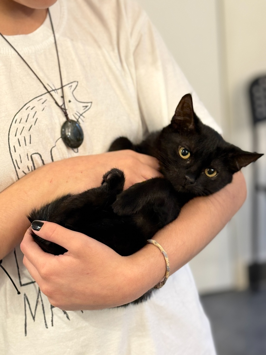 Фото: "Котобюро"