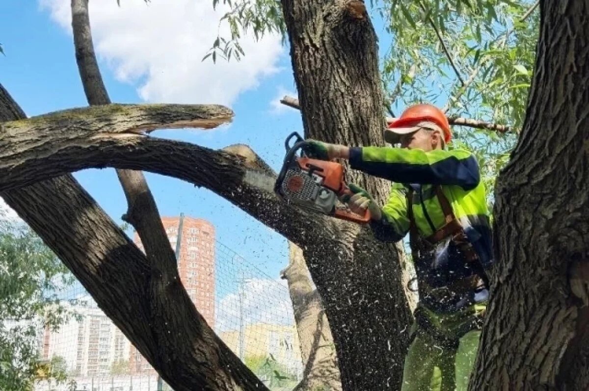    В Заречном под Пензой начали спиливать деревья из-за ясеневой златки