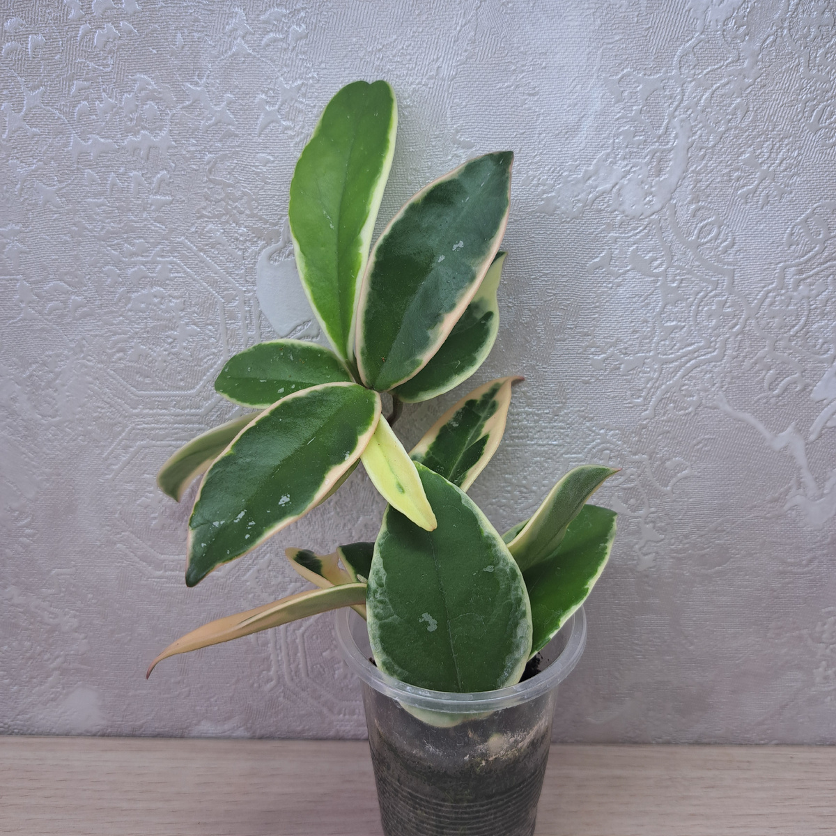 Хойя карноза Кримсон квин