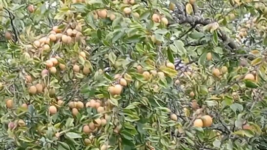 Фото автора. Соива на дереве.