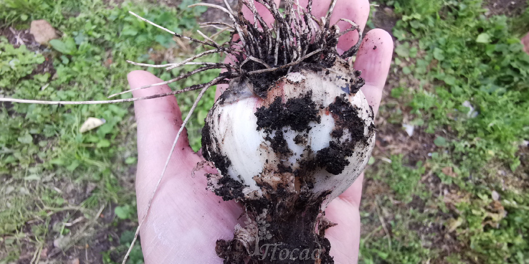 Если вы хотите крупный чеснок. Что положить в грядку