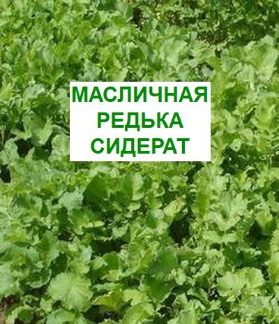 Сидерат масличная редька