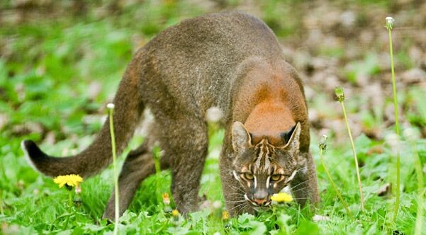 Это калимантанская кошка — один из самых загадочных представителей кошачьих в мире.  Источник фото - https://clk.li/TkoX